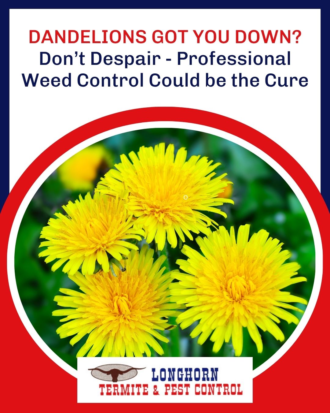 Dandelions Got You Down? Don’t Despair - Professional Weed Control Could be the Cure